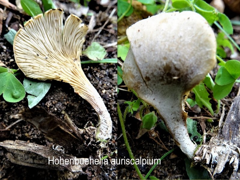 Hohenbuehelia auriscalpium-amf1464.jpg